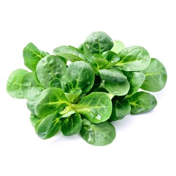 LETTUCE LAMBS TONGUE