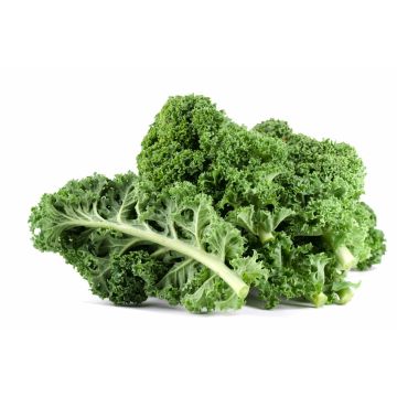 Curly Green Kale 