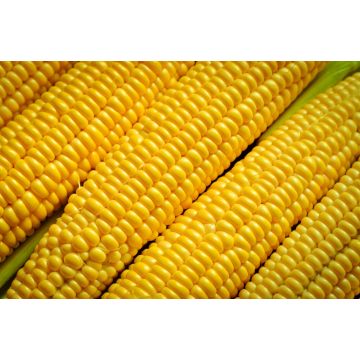 Vac Pac Sweetcorn