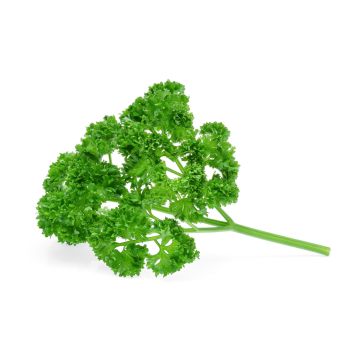 Parsley Curley - 80G -100G