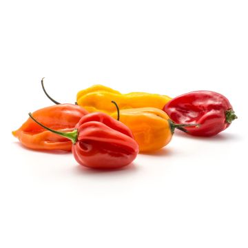 Chillies - Mixed Bag of 8