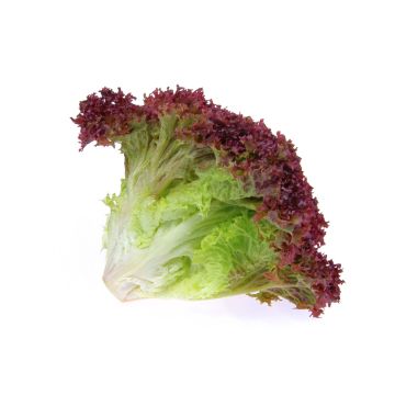 Lollo Rosso Lettuce