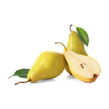 Conference Pears - 4 Pack