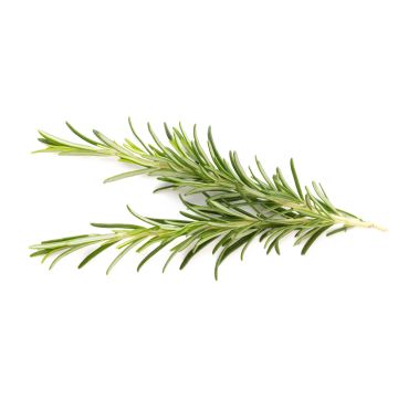 Rosemary - 80 - 100G