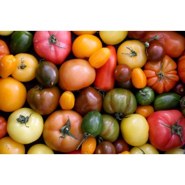 Heritage Tomatoes - 500G