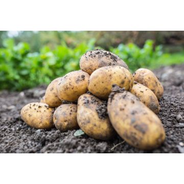 Loose dirty potatoes - 1KG