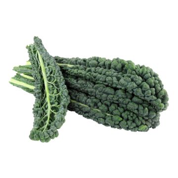 Cavolo Nero Kale