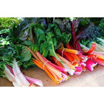  Rainbow Chard - 500G