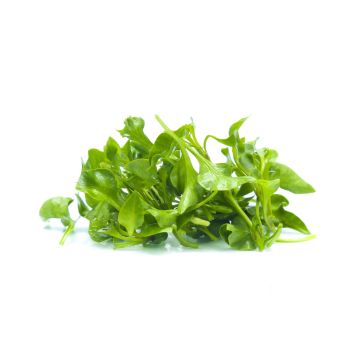WATERCRESS