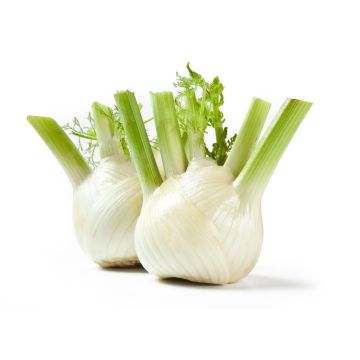 Fennel