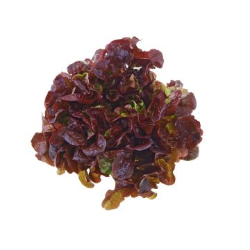 Oakleaf lettuce