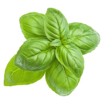   Basil - 80G-100G