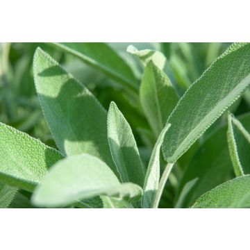 Sage - 100G