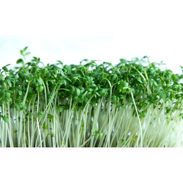Salad cress