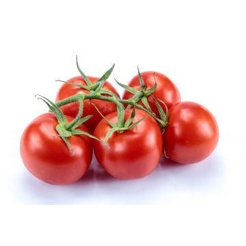 Vine Tomatoes