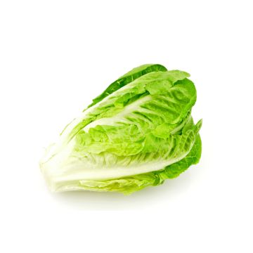 Cos lettuce