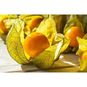 Physalis - 100G