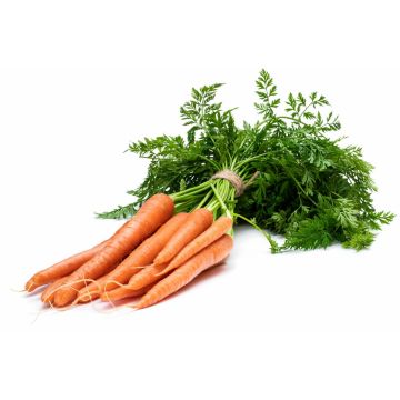 Bunched Carrots