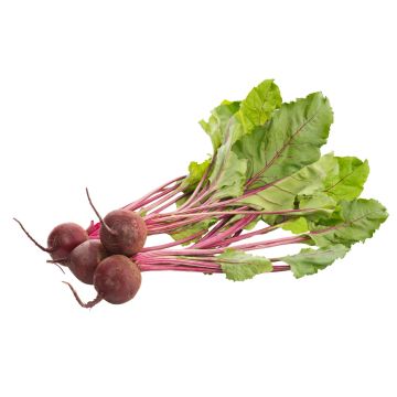 Bunched Beetroot