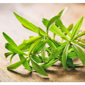 Tarragon - 80G - 100G