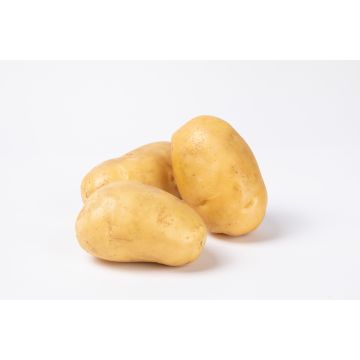 Baking Potatoes -  Box of 50