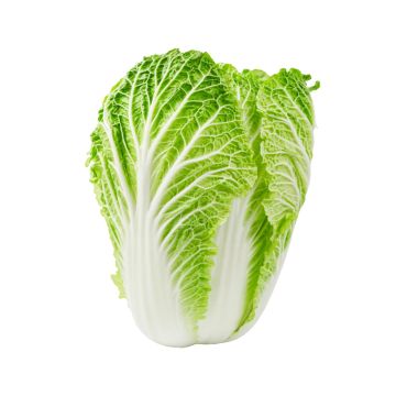 LETTUCE CHINESE LEAF