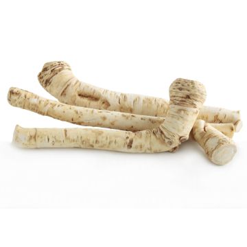 Horseradish Root - Each