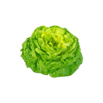 Round lettuce