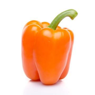 Orange Pepper