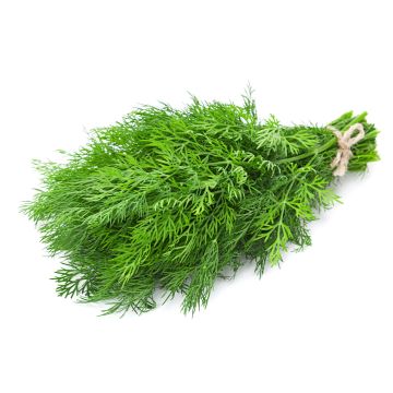 Dill - 80G-100G