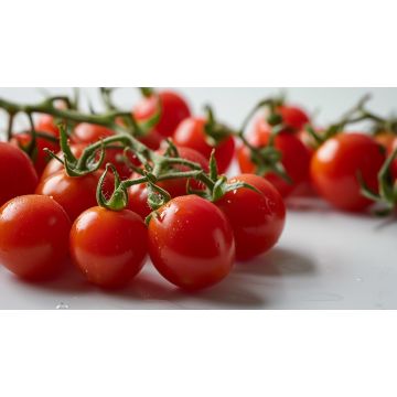 Cherry vine tomatoes - 3 KG