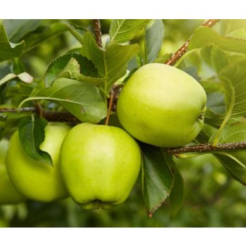 Bramley Cooking Apples - Each