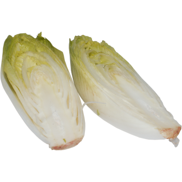 White Chicory