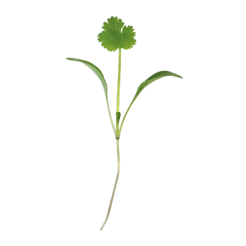 Micro Coriander - 30G