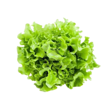 Lollo Biondi lettuce 