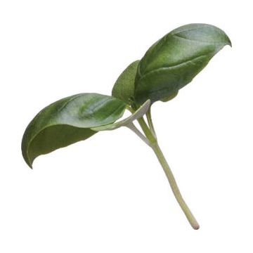 Micro Green Basil - 30G