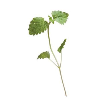 Micro lemon balm - 15G