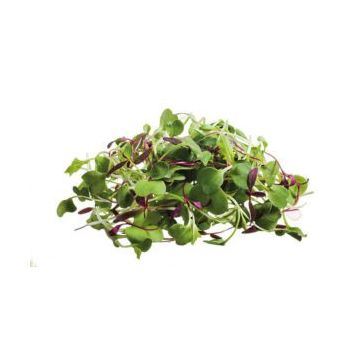 Micro salad leaf mix - 30G