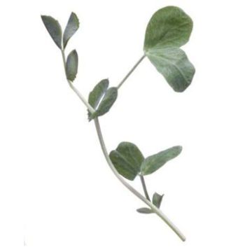 Peashoots - 100G