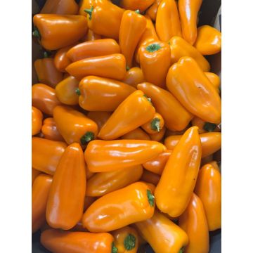 Orange Sweetbite Peppers - 250G
