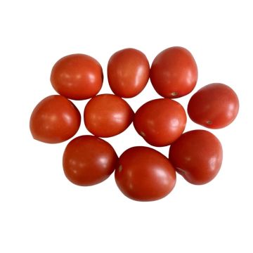 small plum tomatoes
