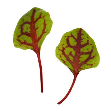 MICRO RED VEIN SORREL