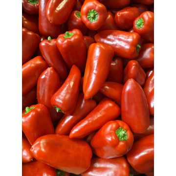 Sweetbite peppers
