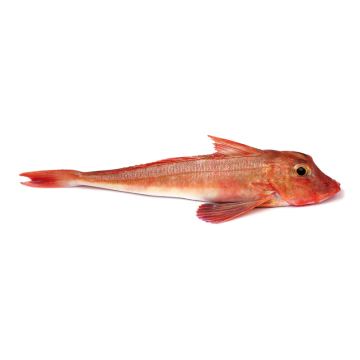 Gurnard - Whole red gutted & gilled - 500G