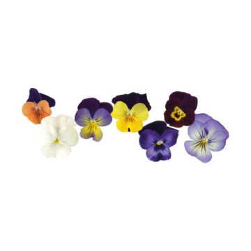 MICRO VIOLA FLOWERS