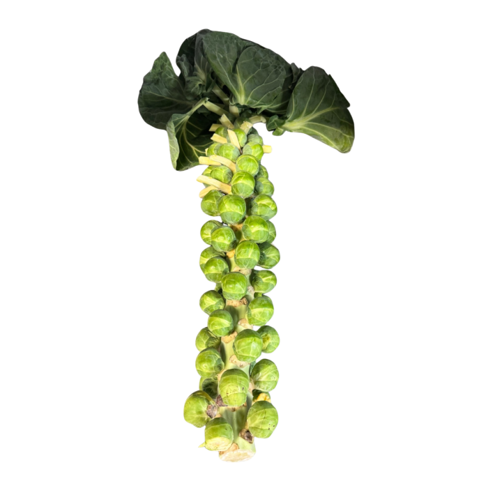 Brussels sprouts on stalks