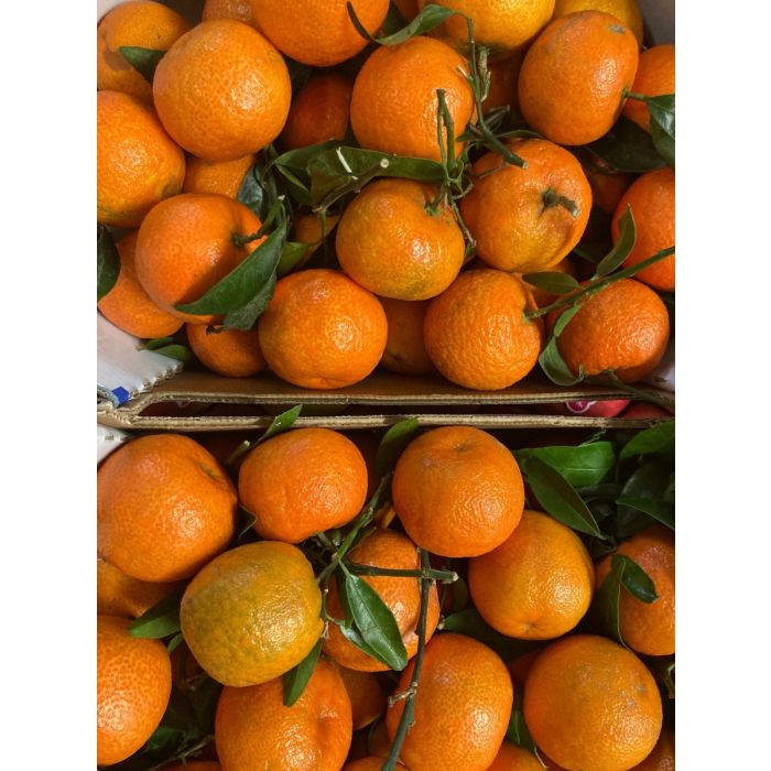 shoebox clementines
