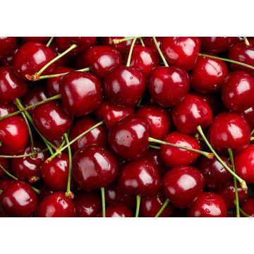 Cherries - 500G
