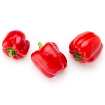 Small Red Peppers - 3 Pack