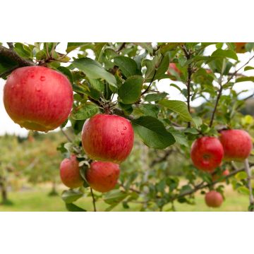 UK Red Windsor Apples - 5 pack